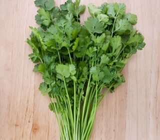 Santo Cilantro Seeds