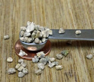 Bloomsdale Spinach Seeds