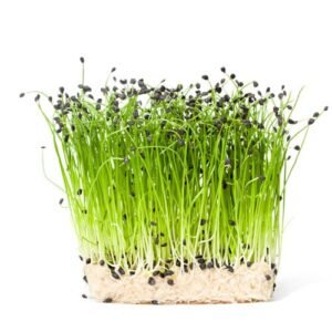 Garlic Chives Seeds