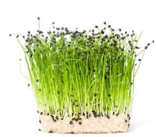 Garlic Chives Seeds