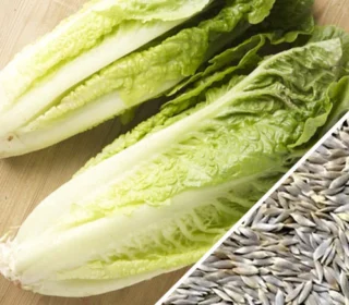 Romaine Lettuce Seeds