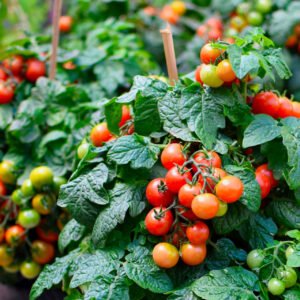 Tiny Tim Cherry Tomato Seeds