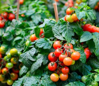 Tiny Tim Cherry Tomato Seeds
